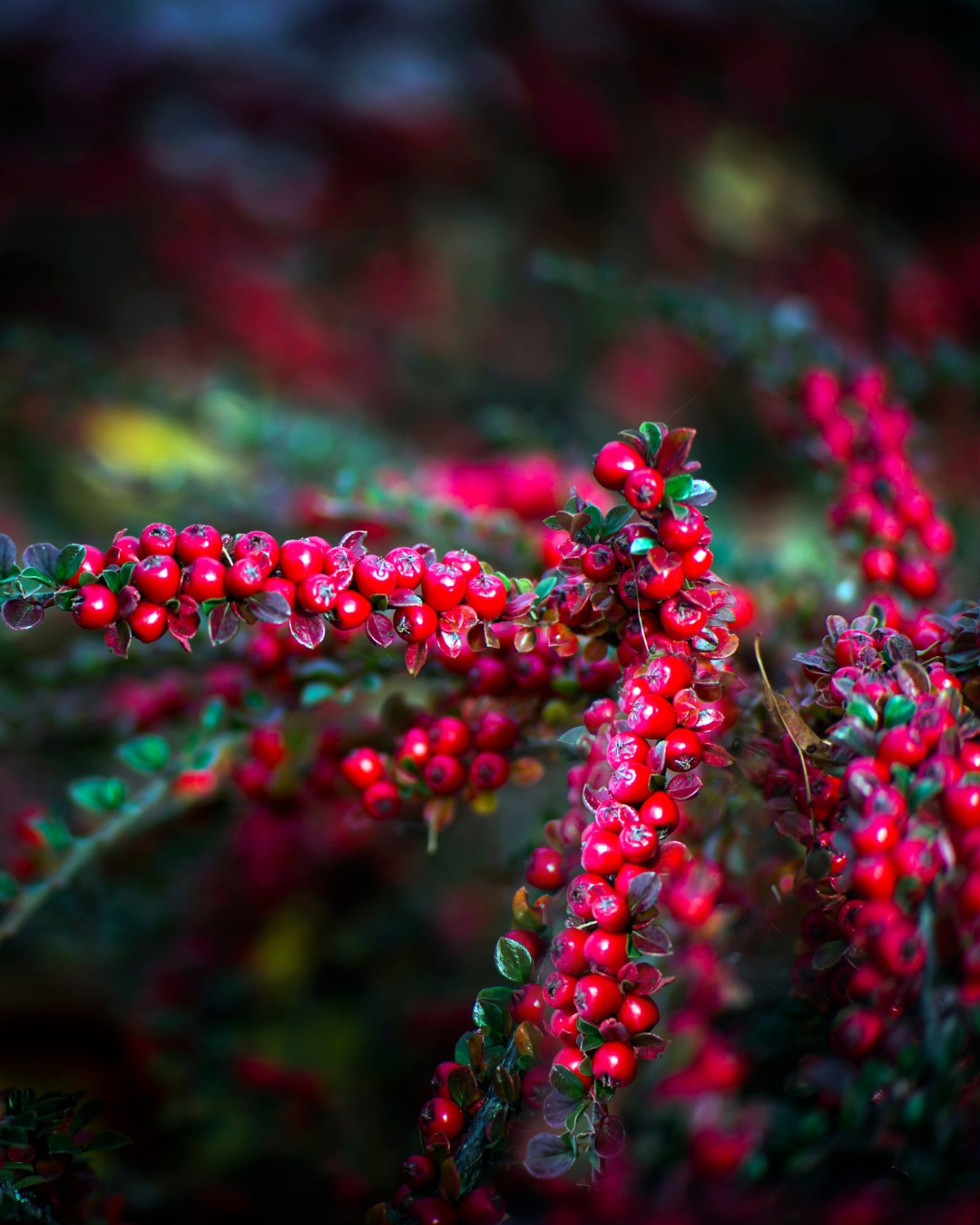 Cotoneaster horizontalis