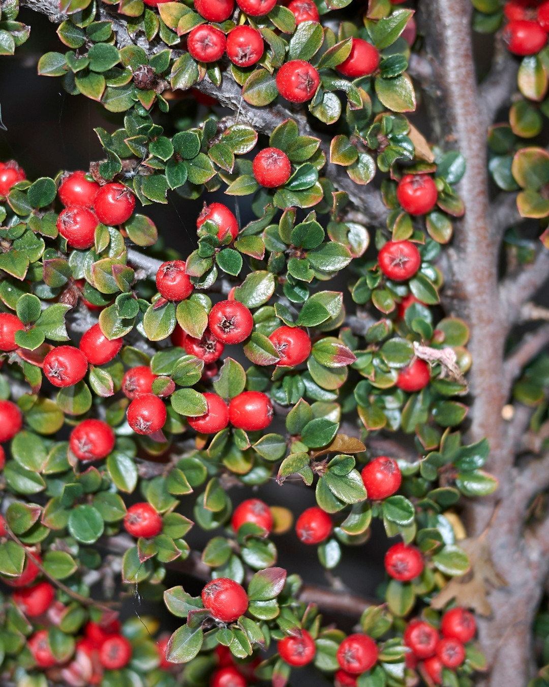 Cotoneáster-das-pedras - Cotoneaster horizontalis 7 O característico aspecto de espinha-de-peixe da ramagem.