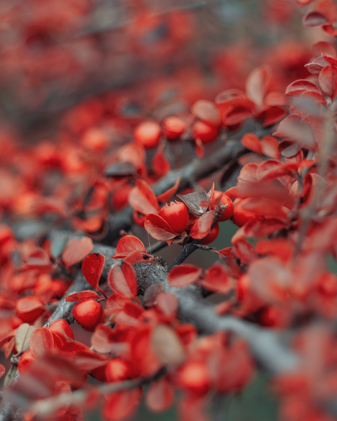 Cotoneáster-das-pedras - Cotoneaster horizontalis 2 As folhas adquirem um belo tom outonal de vermelho.