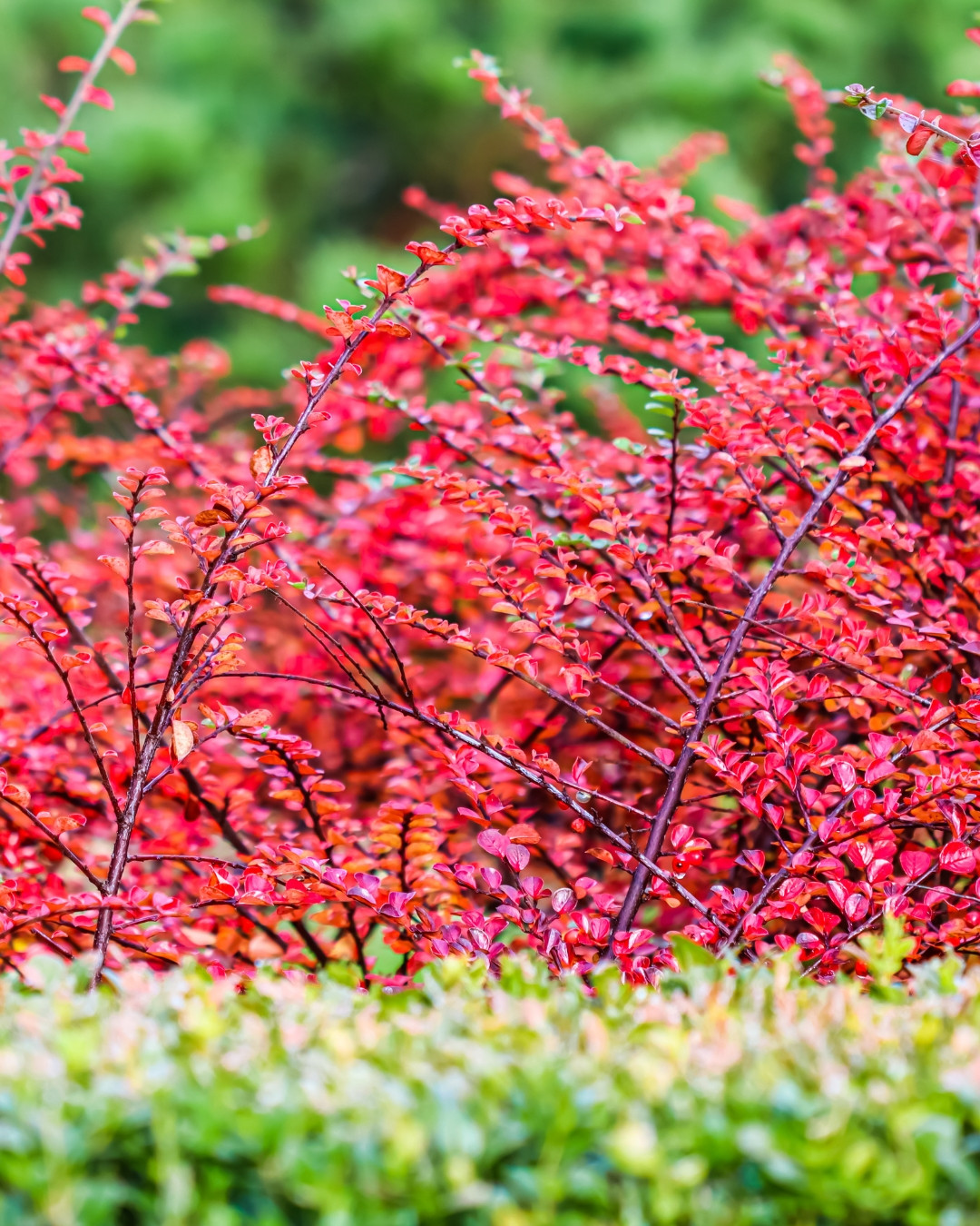 Cotoneáster-das-pedras - Cotoneaster horizontalis 5 Aproveite o contraste de cores com outros arbustos e ervas.