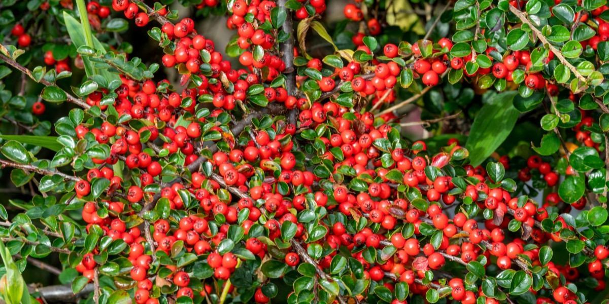Cotoneaster horizontalis