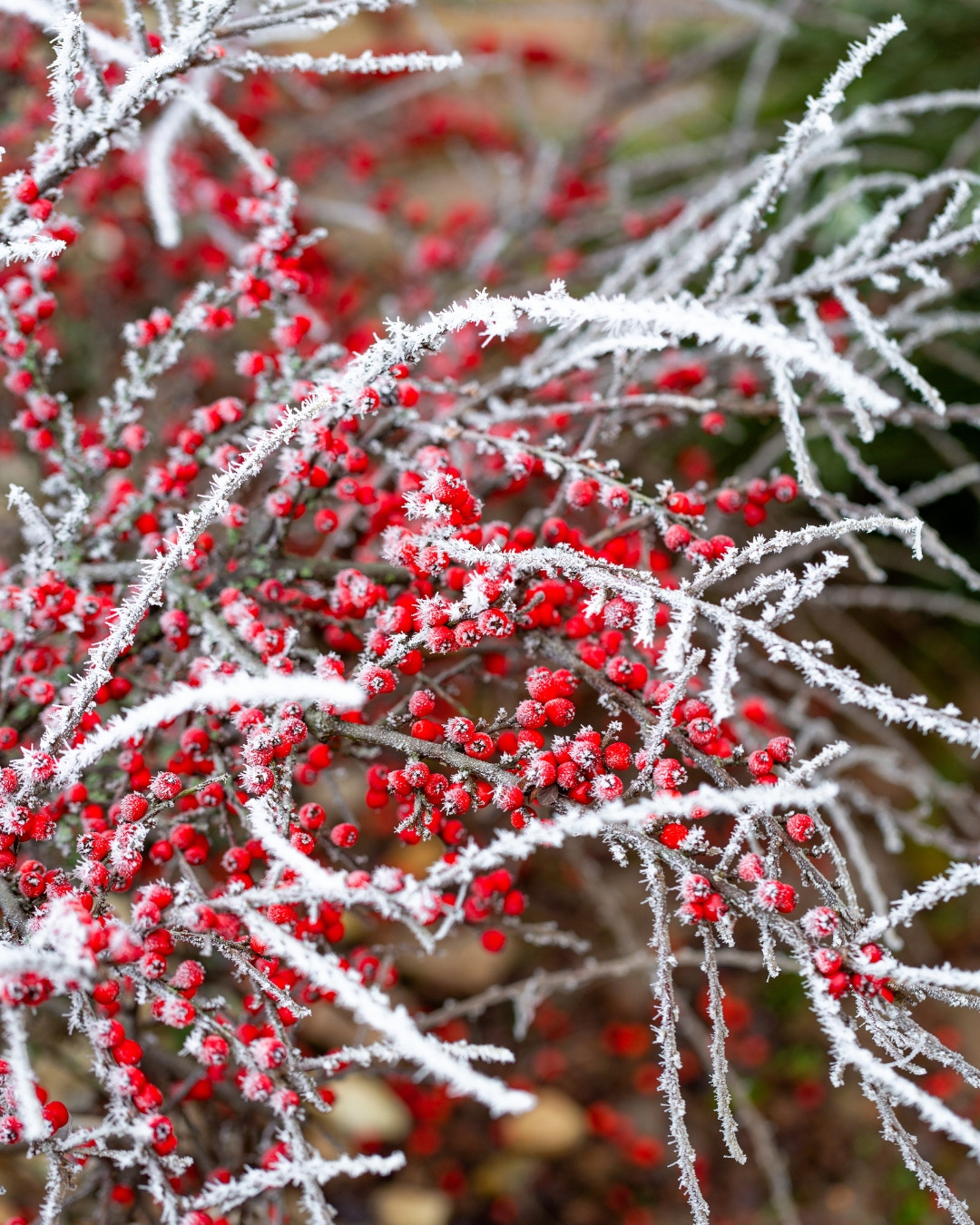 Cotoneáster-das-pedras - Cotoneaster horizontalis 3 O cotoneaster-das-pedras é extremamente resistente ao frio invernal.