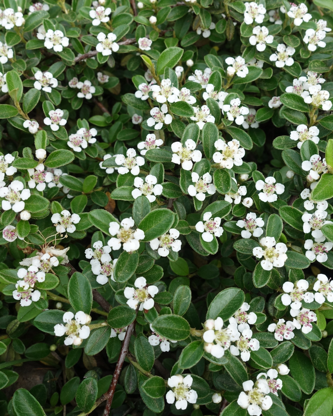 Cotoneáster-das-pedras - Cotoneaster horizontalis 4 Flores brancas e delicadas do Cotonéaster-das-pedras