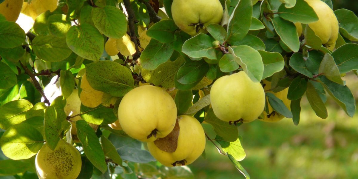 Marmeleiro em plena frutificação.