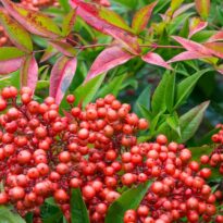 Nandina domestica