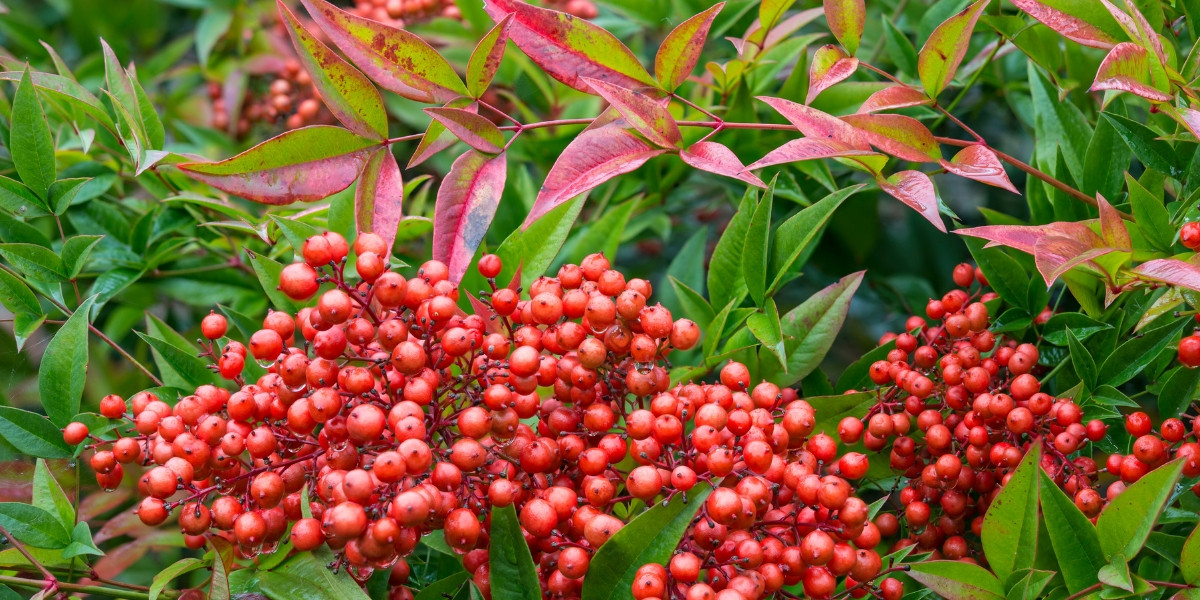 Nandina domestica