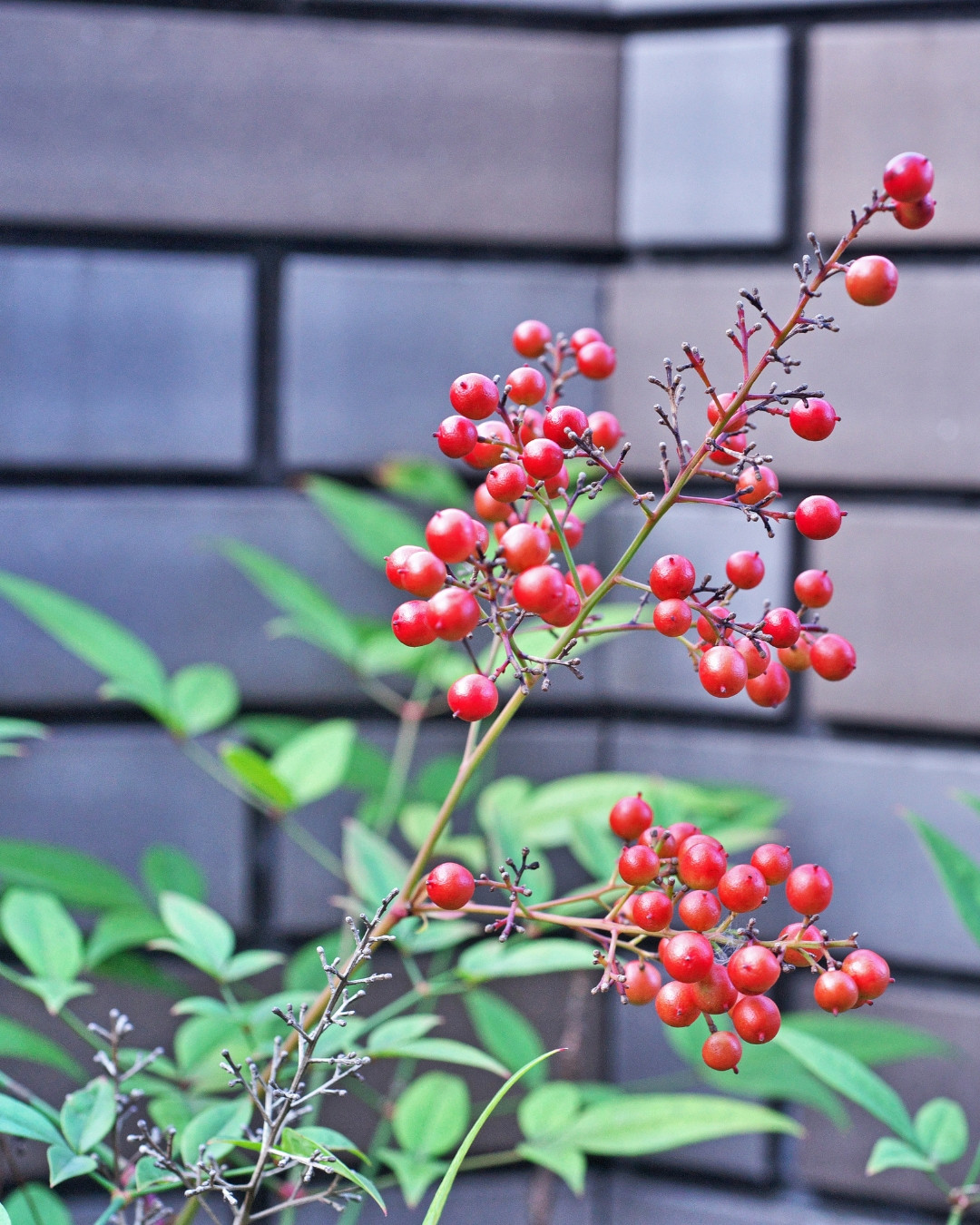 Nandina - Nandina domestica 5 Nandina domestica 10