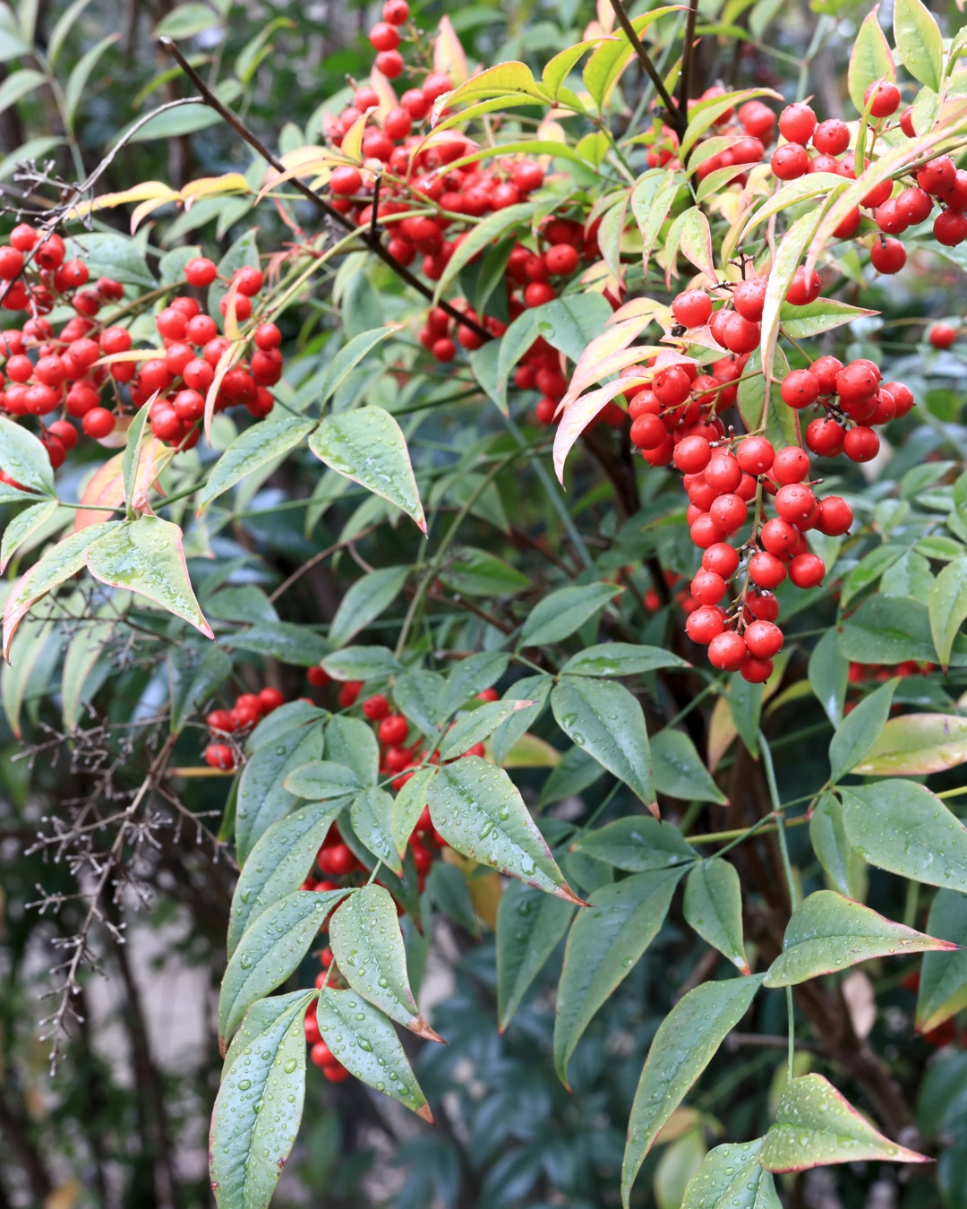 Nandina - Nandina domestica 7 Nandina domestica 11