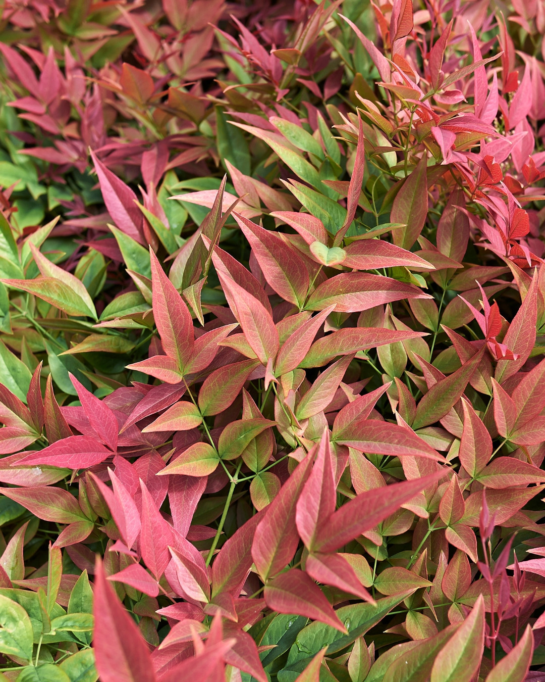 Nandina - Nandina domestica 1 Detalhe das folhas da Nandina