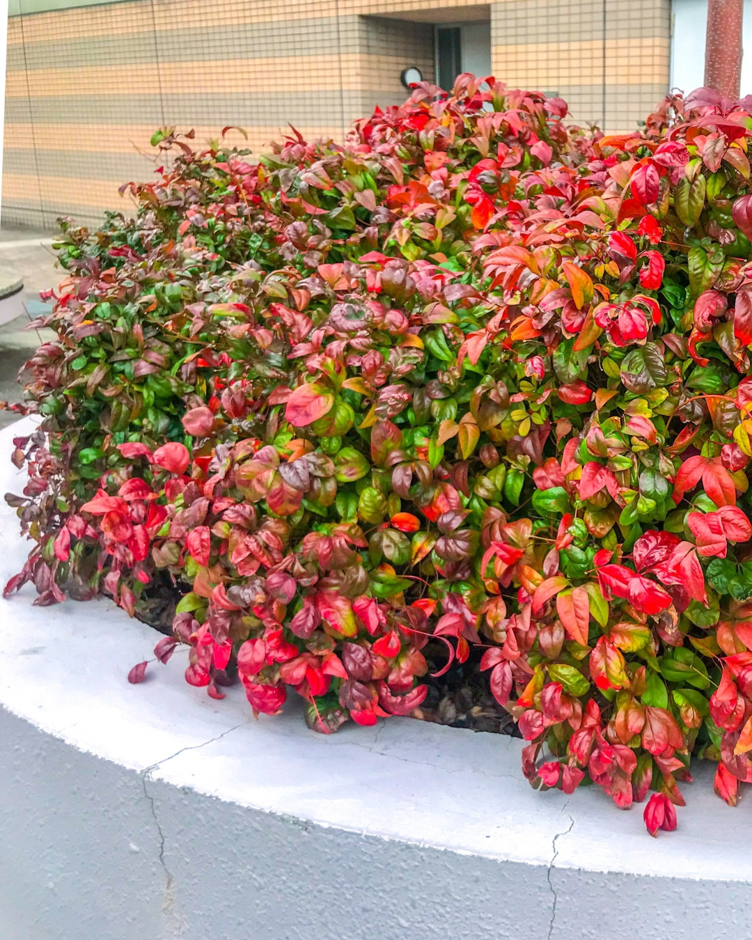 Nandina - Nandina domestica 6 Cultivar Anã Otafukunanten de Nandina