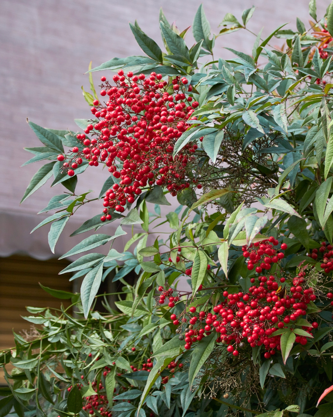Nandina - Nandina domestica 2 Além da folhagem, os cachos de frutos vermelhos são muito ornamentais.
