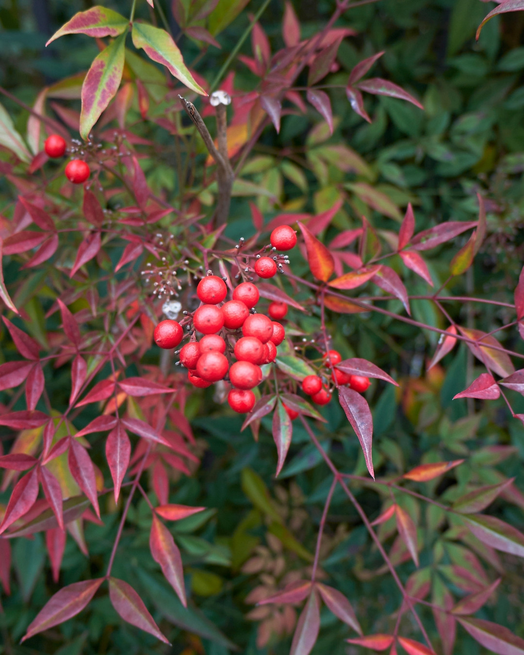 Nandina - Nandina domestica 4 Não confunda os tons bronzeados naturais da Nandina com deficiências nutricionais ou ataque de ácaros.
