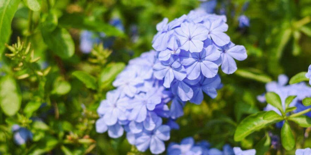 Bela-emília - Plumbago auriculata