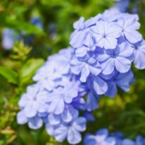Bela-emília - Plumbago auriculata