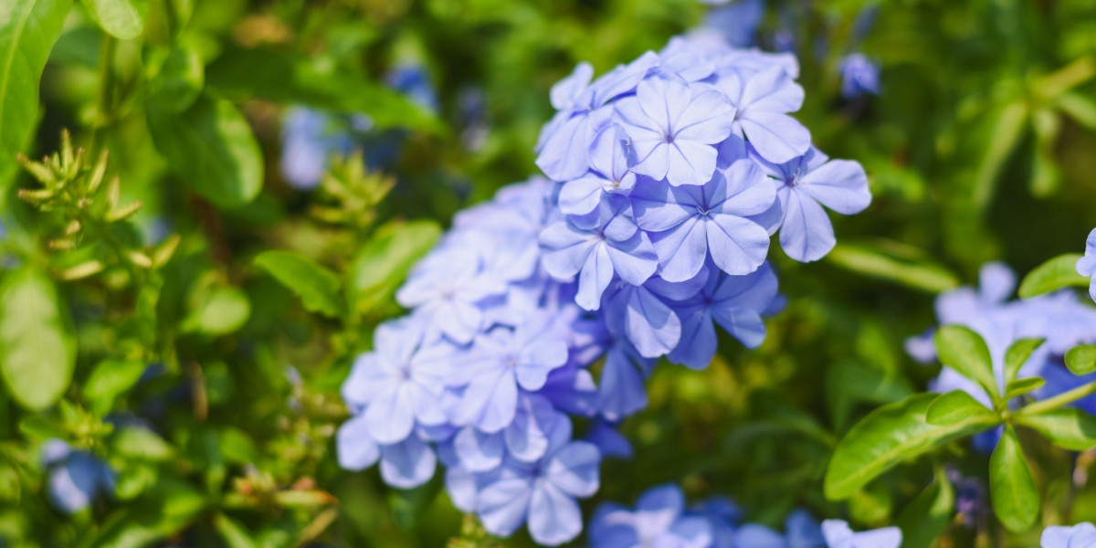 Bela-emília - Plumbago auriculata