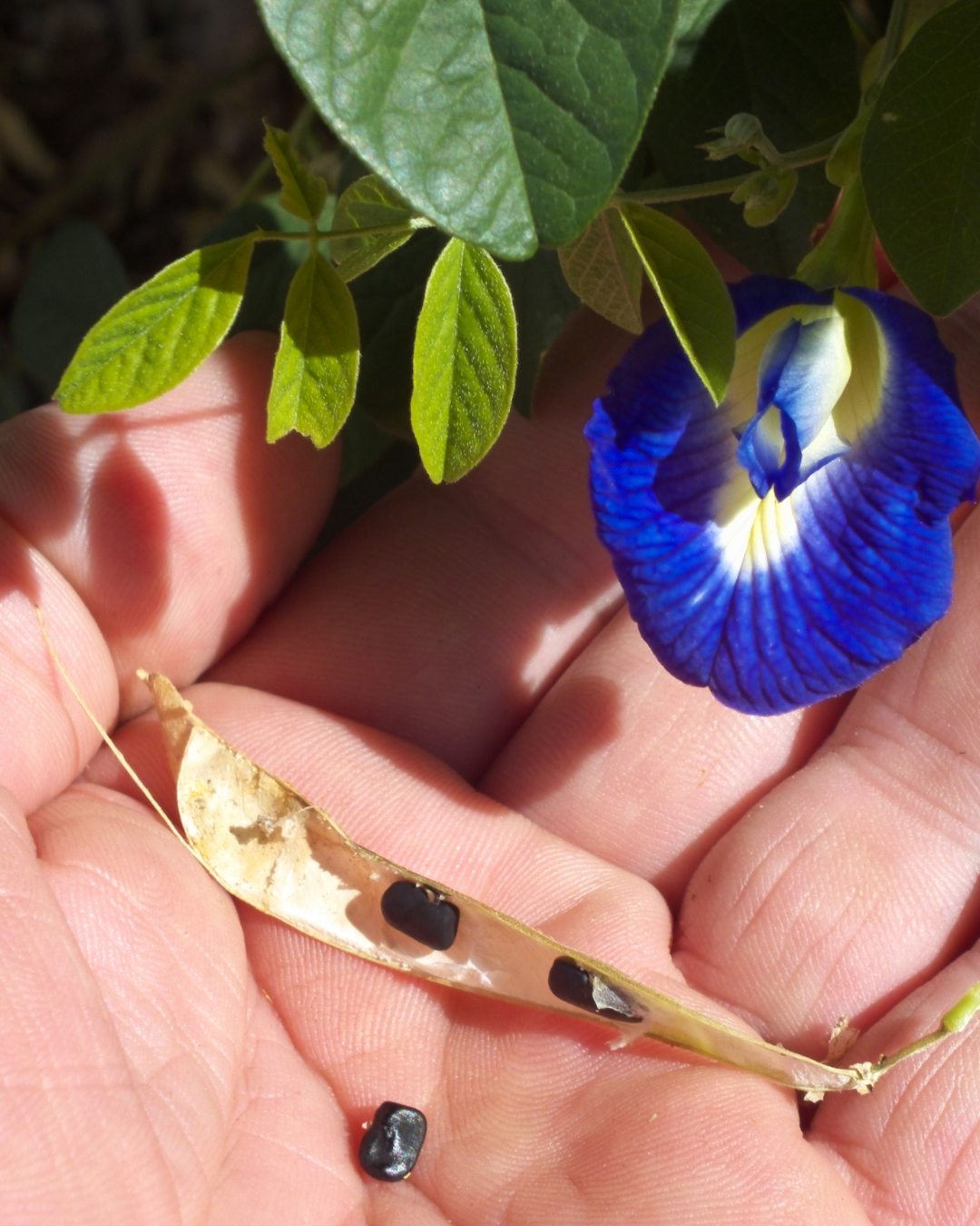 Fada Azul - Clitoria ternatea 5 Flor, vagem e sementes da Clitoria ternatea