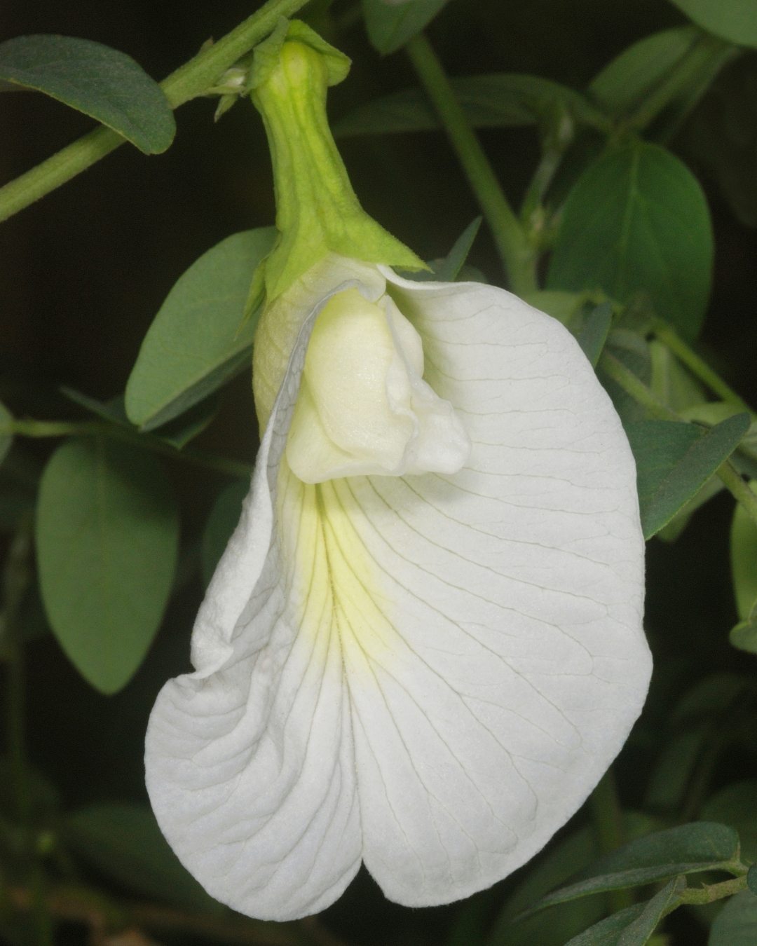 Fada Azul - Clitoria ternatea 6 Cultivar de flores brancas