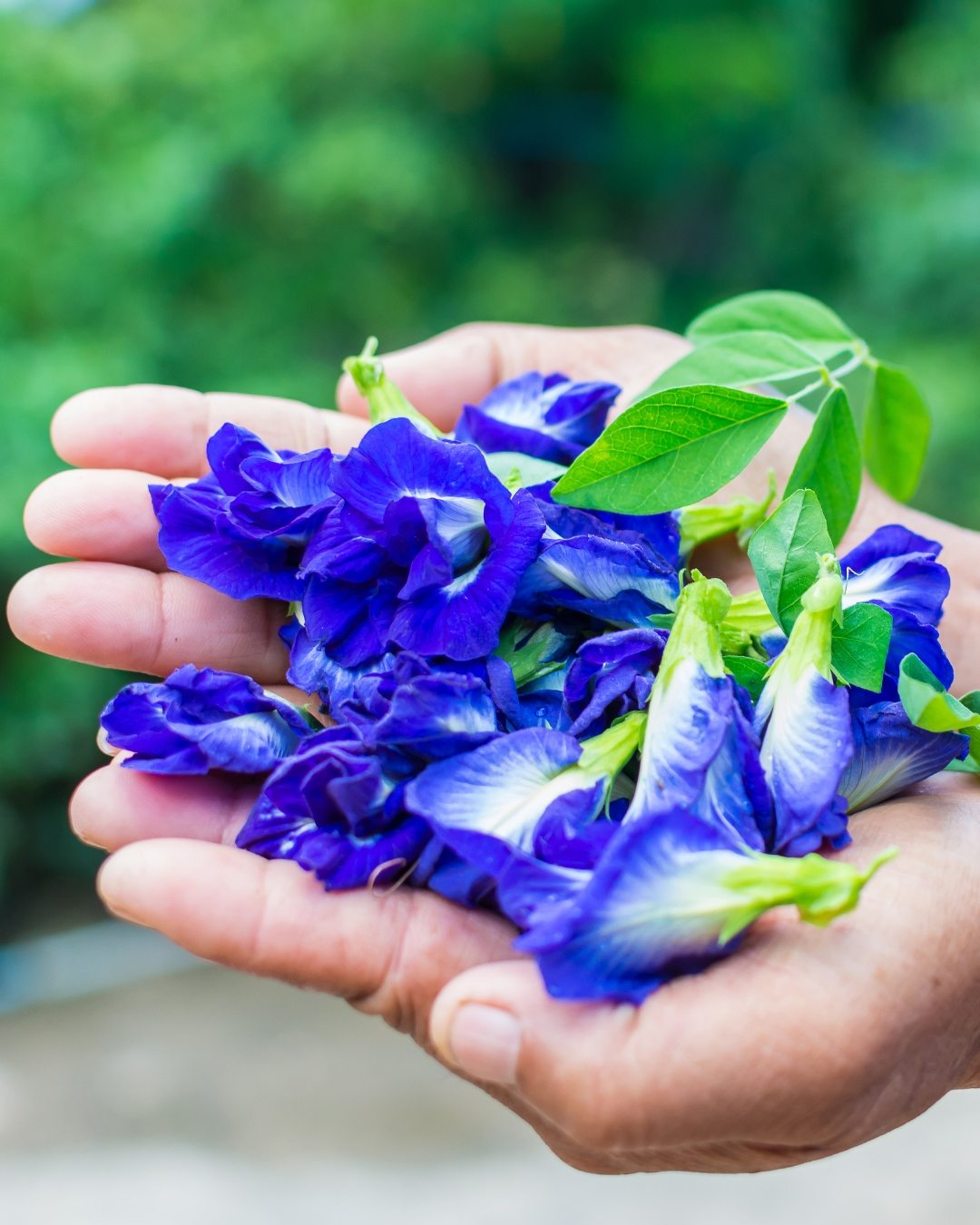 Fada Azul - Clitoria ternatea 2 Colheita de flores de Clitoria ternatea