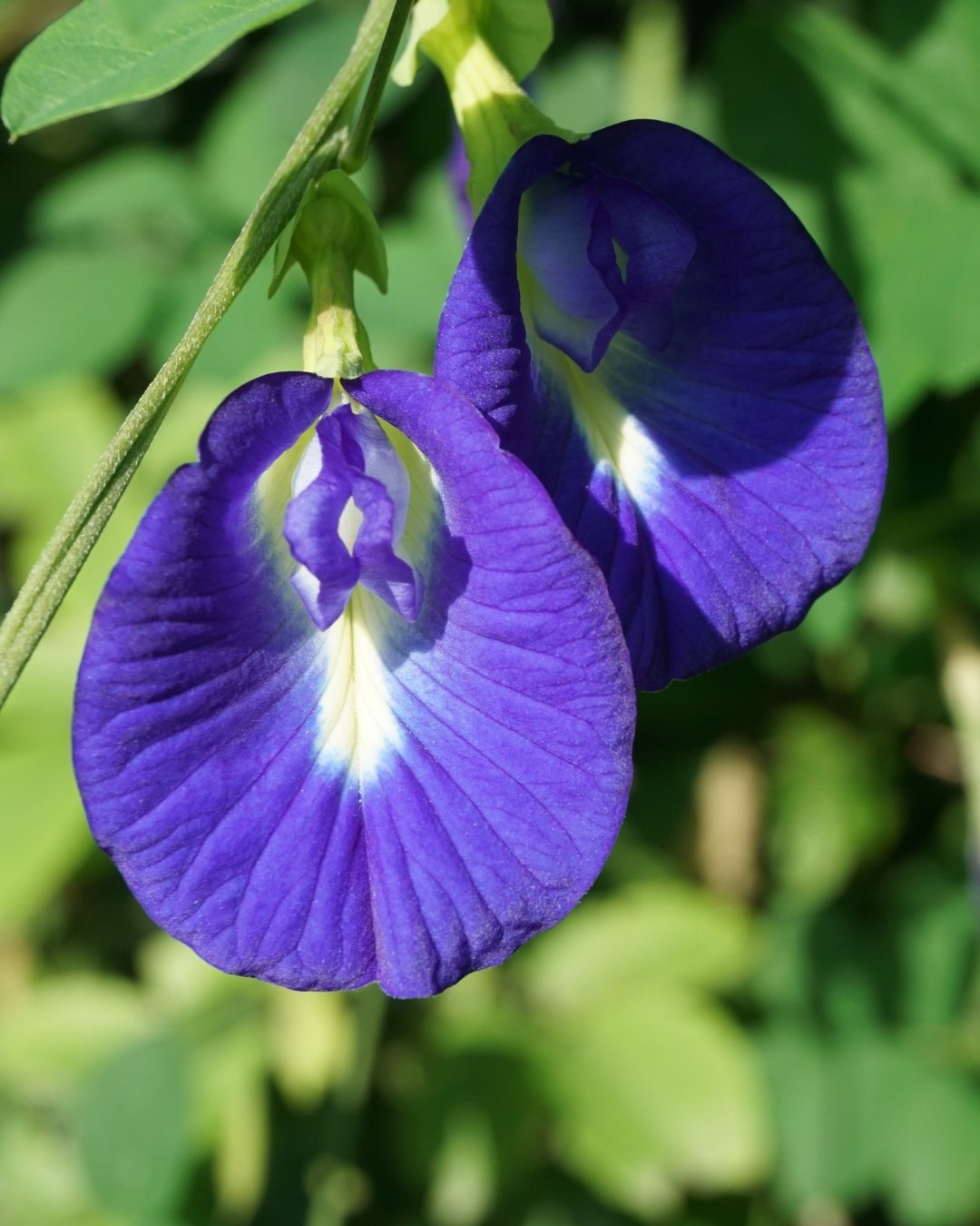 Fada Azul - Clitoria ternatea 1 Clitoria ternatea