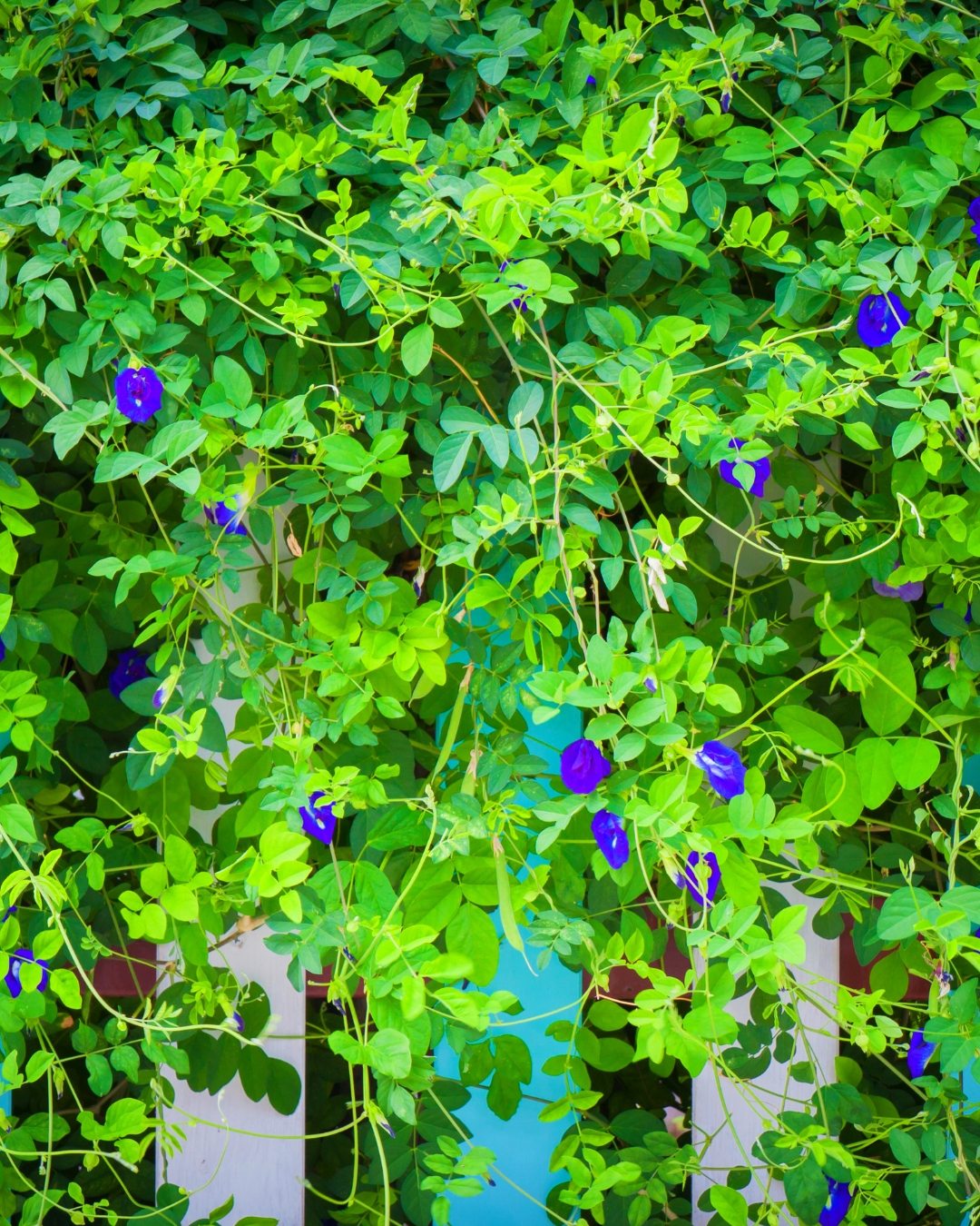 Fada Azul - Clitoria ternatea 3 Trepadeira fada-azul sobre cerca