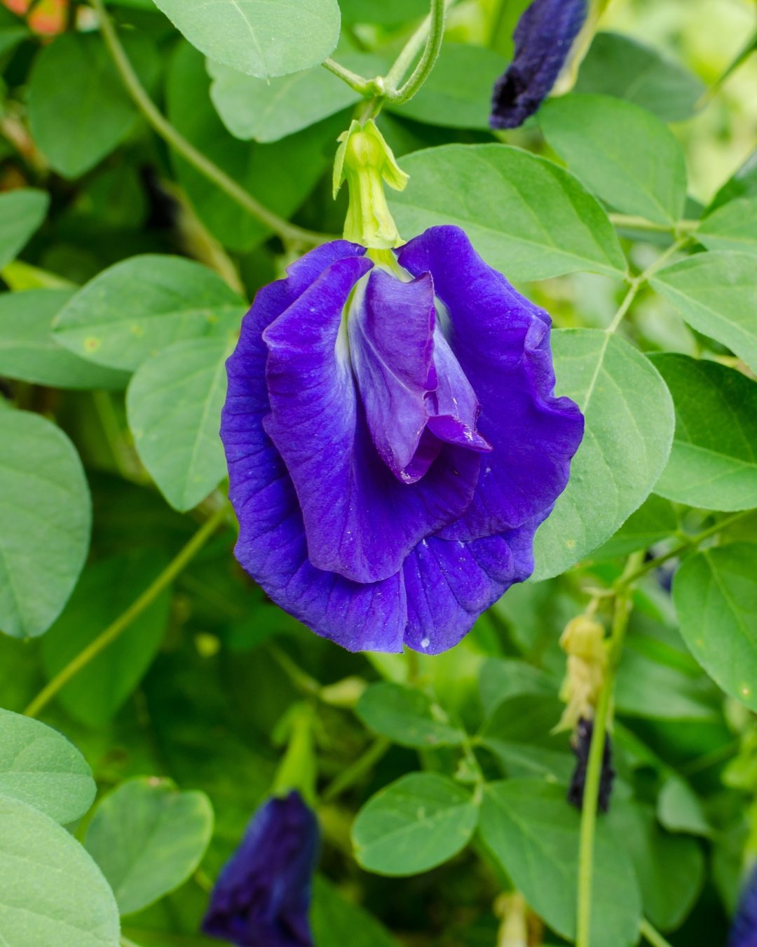 Fada Azul - Clitoria ternatea 7 Cultivar de flores dobradas.