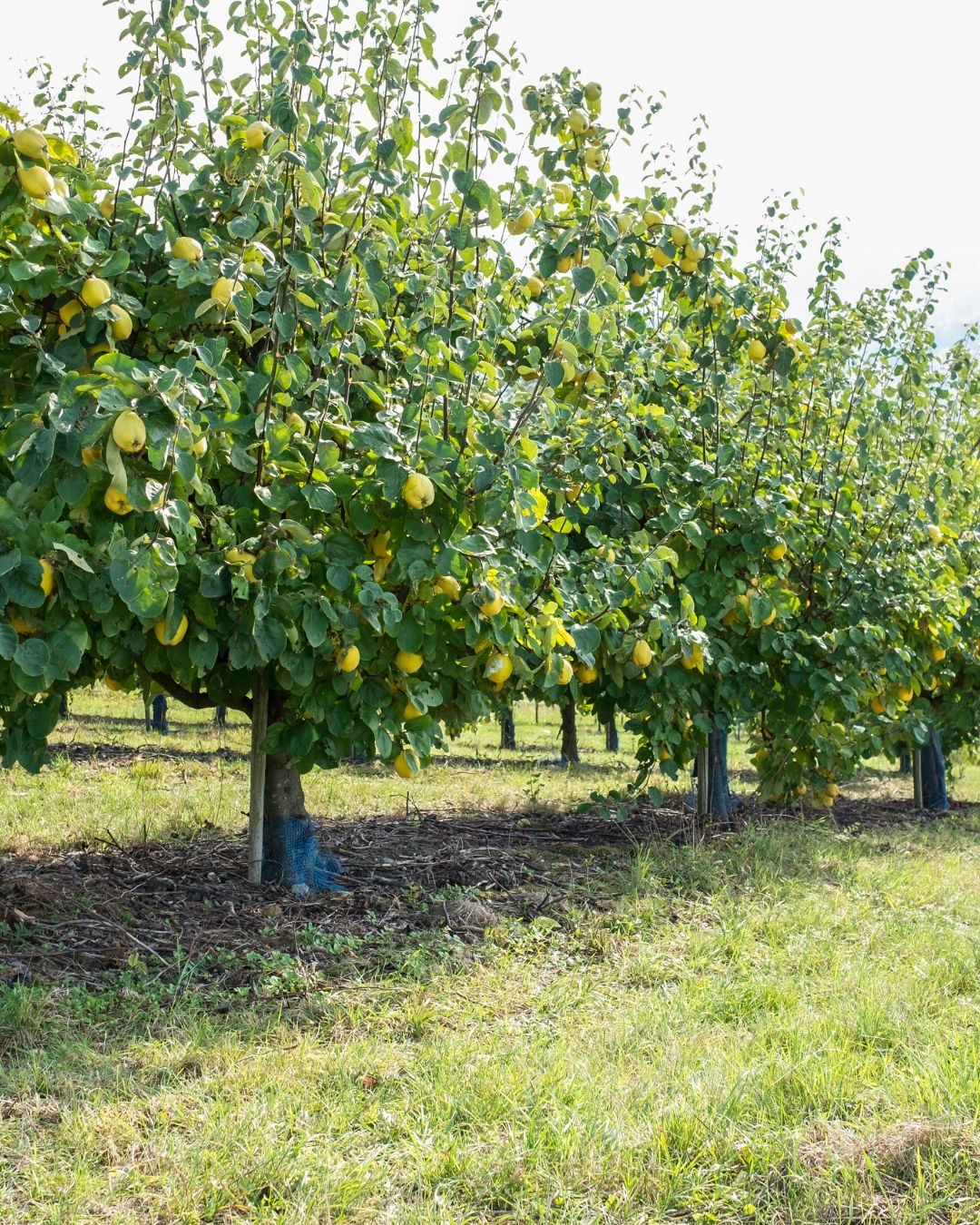 Huerto de Membrillo