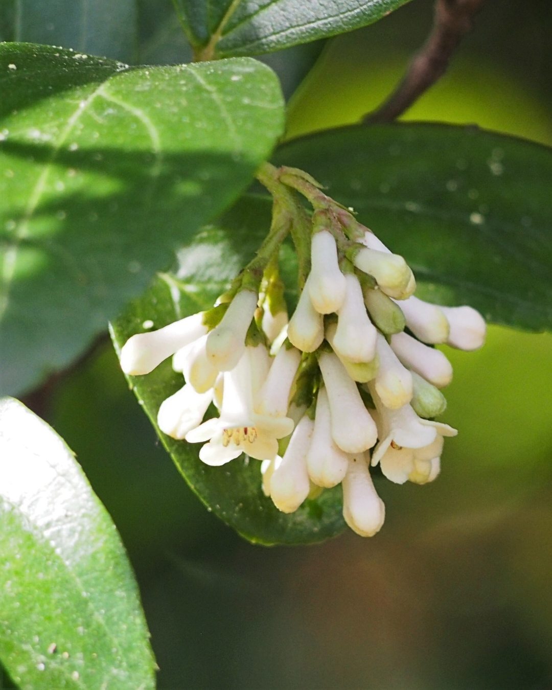 Viburno - Viburnum suspensum 5 Flor do viburno