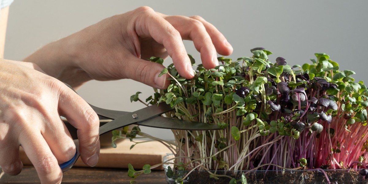 Microgreens, colheita