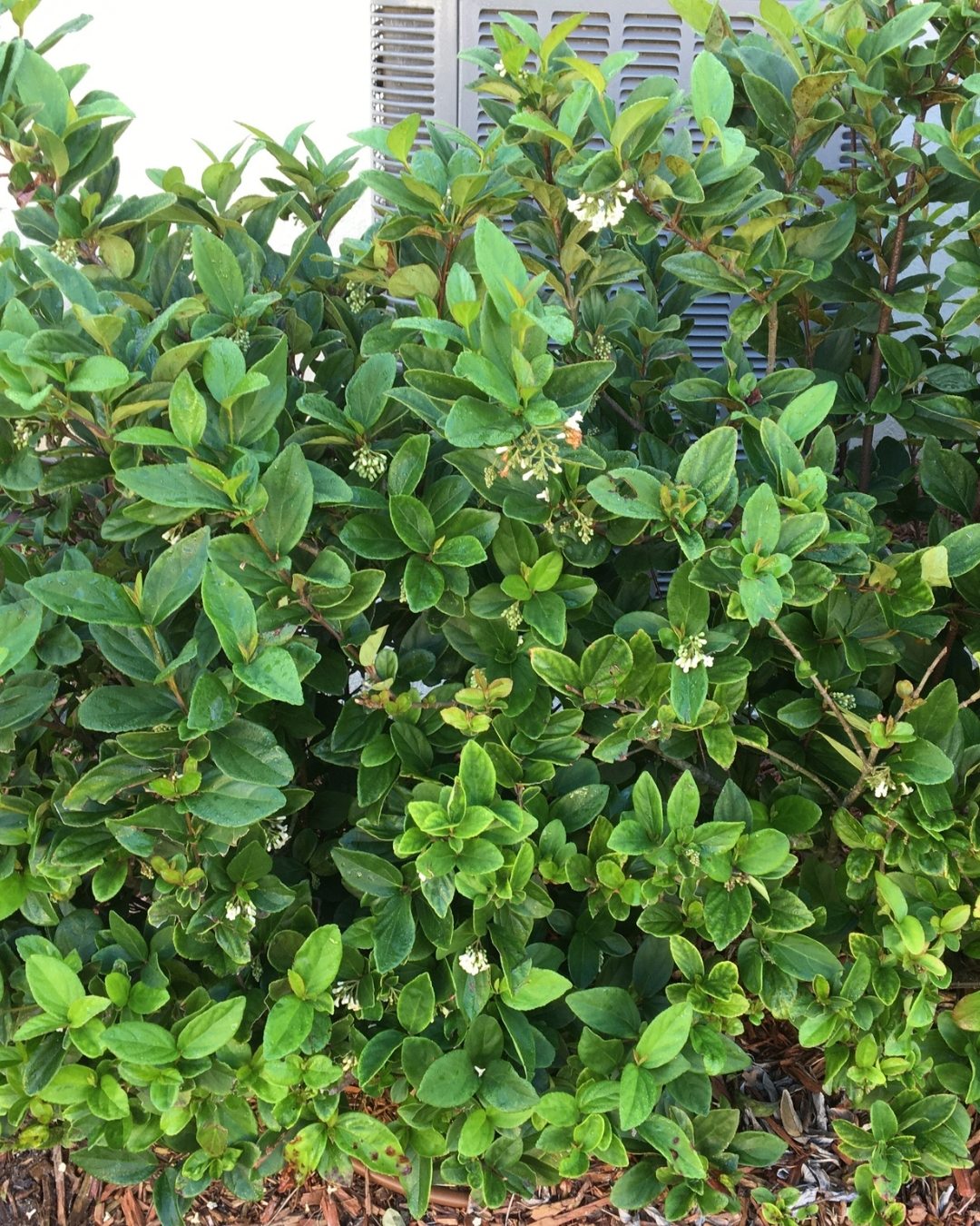 Viburno - Viburnum suspensum 2 Viburno: Uma cerca-viva que fecha desde a base