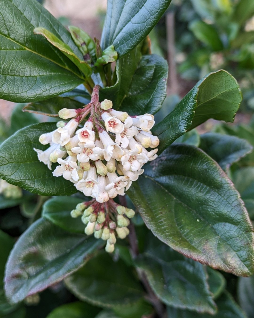 Viburno - Viburnum suspensum 1 Viburnum Suspensum. Detalhe das inflorescências.