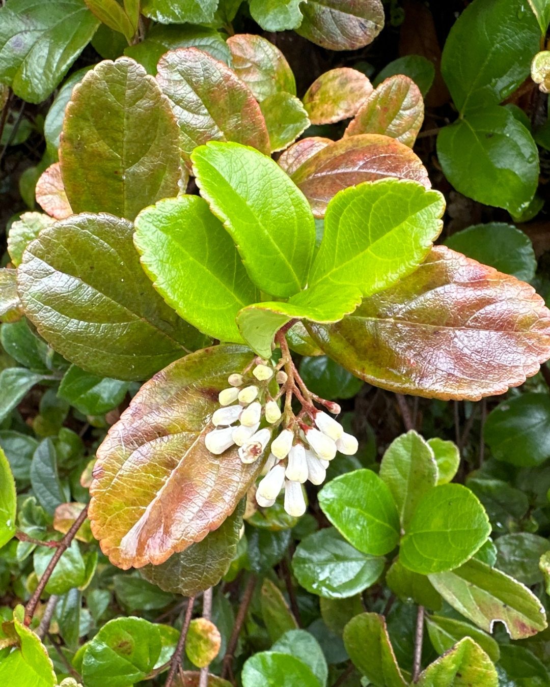 Viburno - Viburnum suspensum 3 Viburnum suspensum