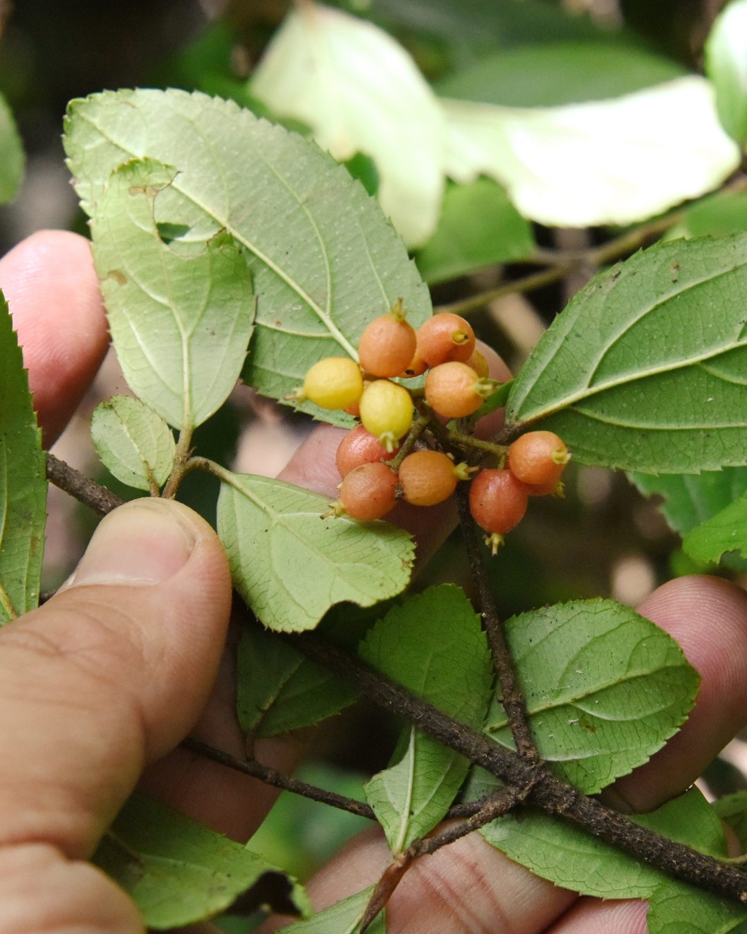 Viburno - Viburnum suspensum 4 Detalhe dos frutos