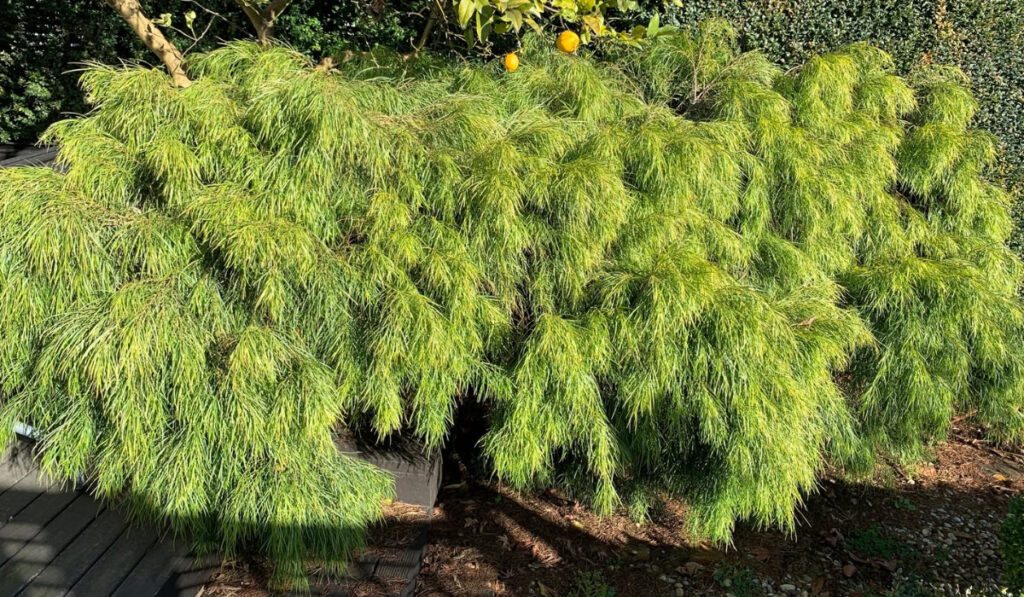 Acacia cognata
