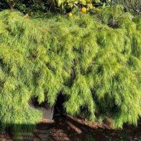 Acacia cognata