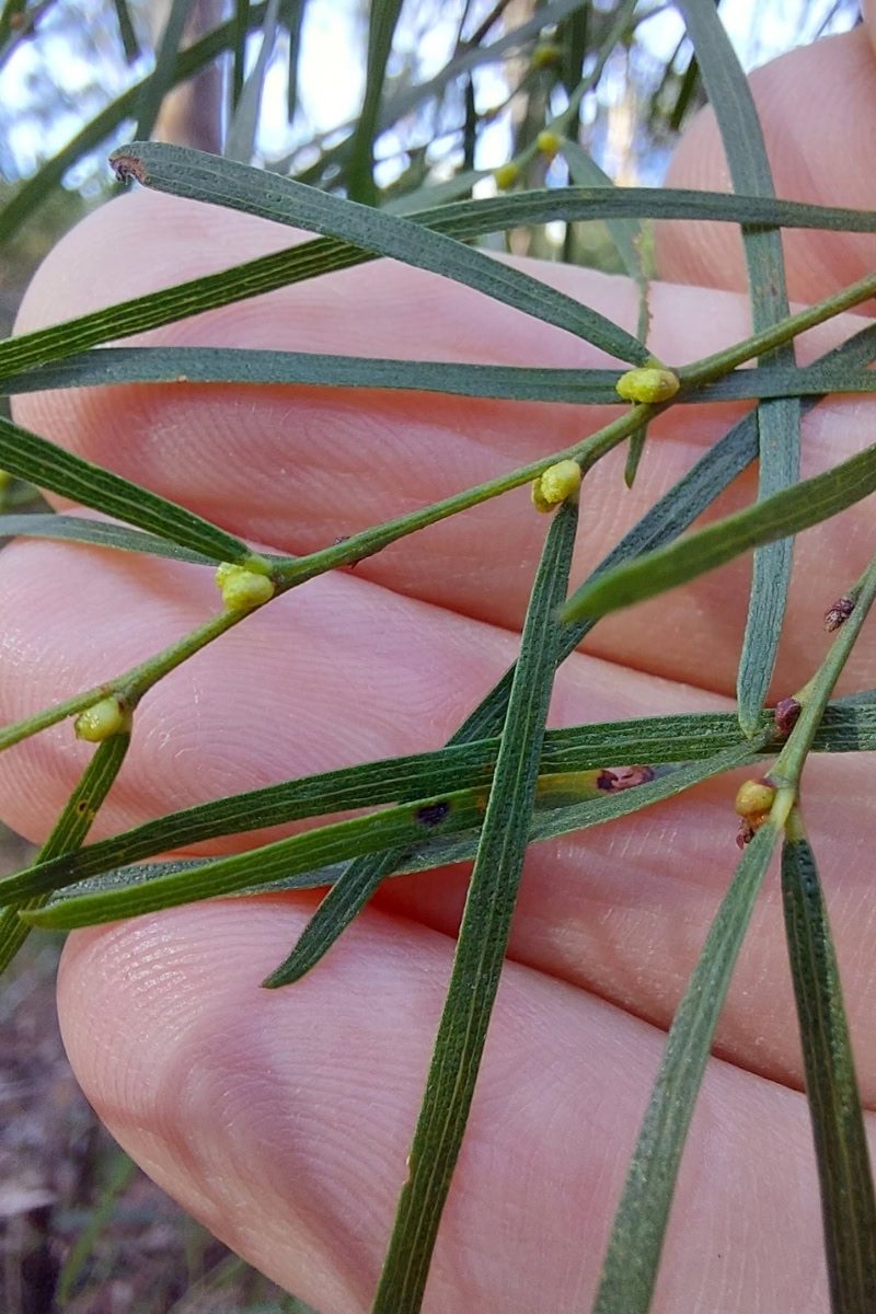 Acácia-chorona - Acacia cognata 1 Detalhe das folhas da Acacia chorona