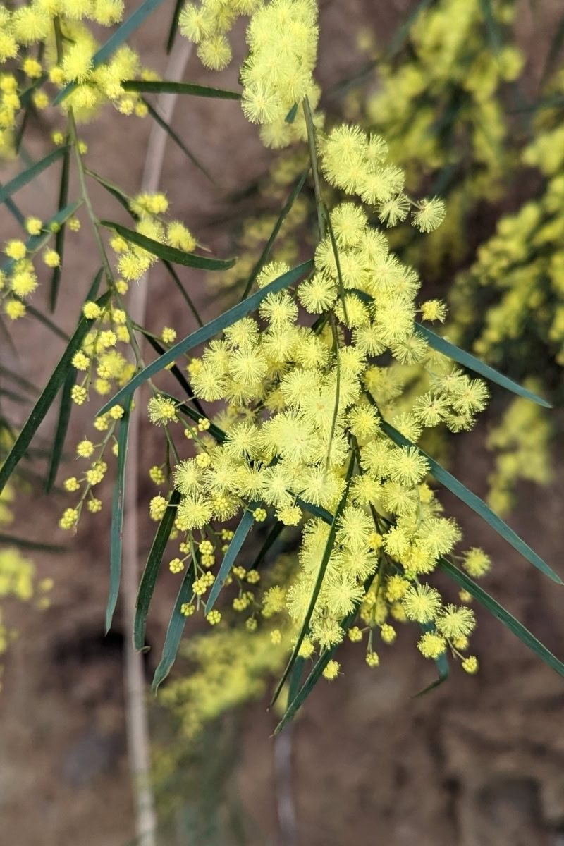 Acácia-chorona - Acacia cognata 3 Detalhe das inflorescências semelhantes a pequenos pompoms.