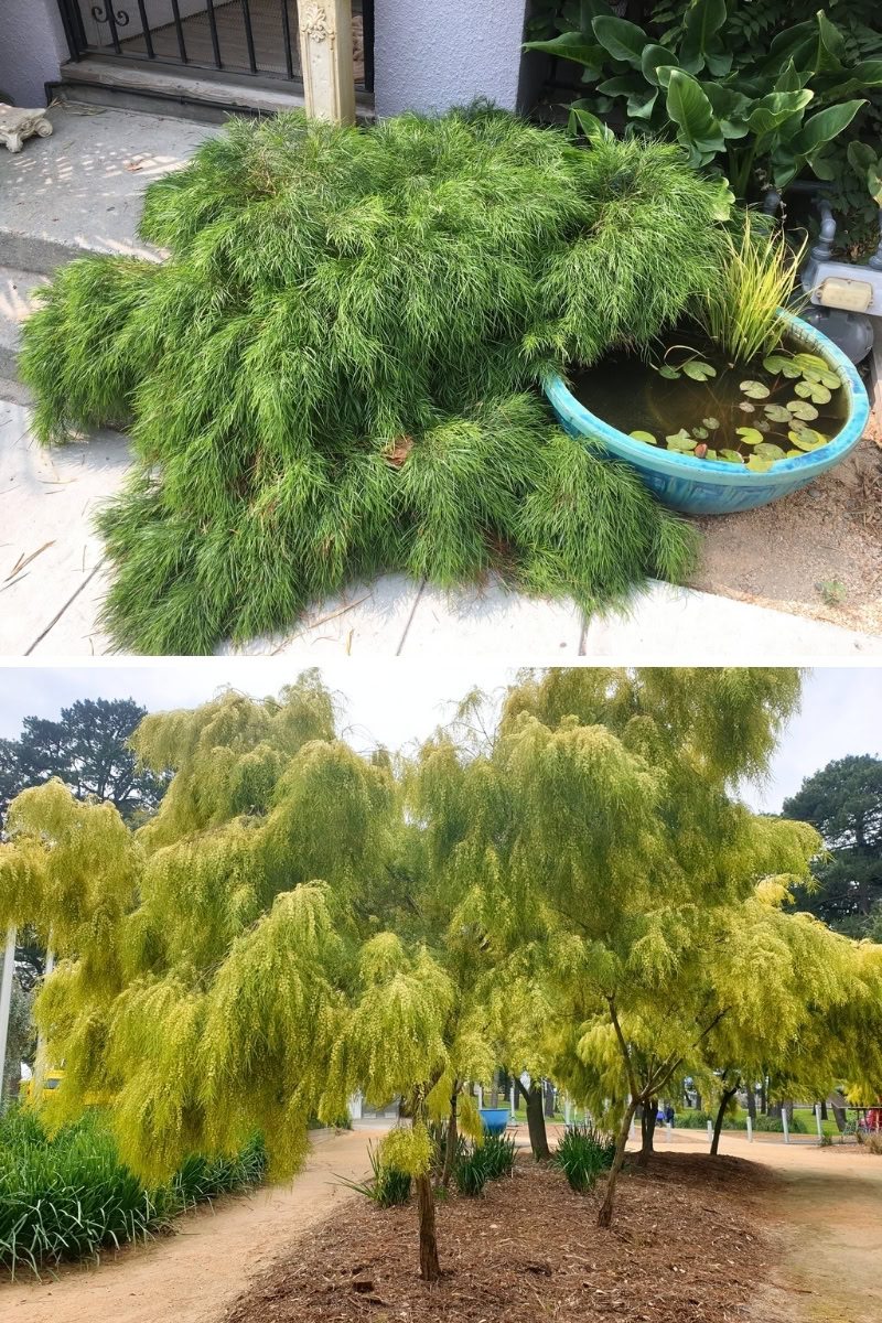 Acácia-chorona - Acacia cognata 4 Diferença entre uma acácia-chorona anã (foto de cima) e a espécie tipo (foto de baixo).