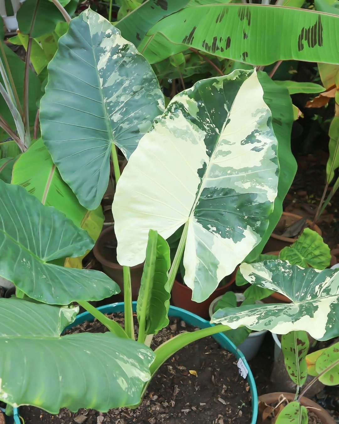 Orelha-de-elefante - Alocasia macrorrhizos 3 Orelha de elefante Variegata