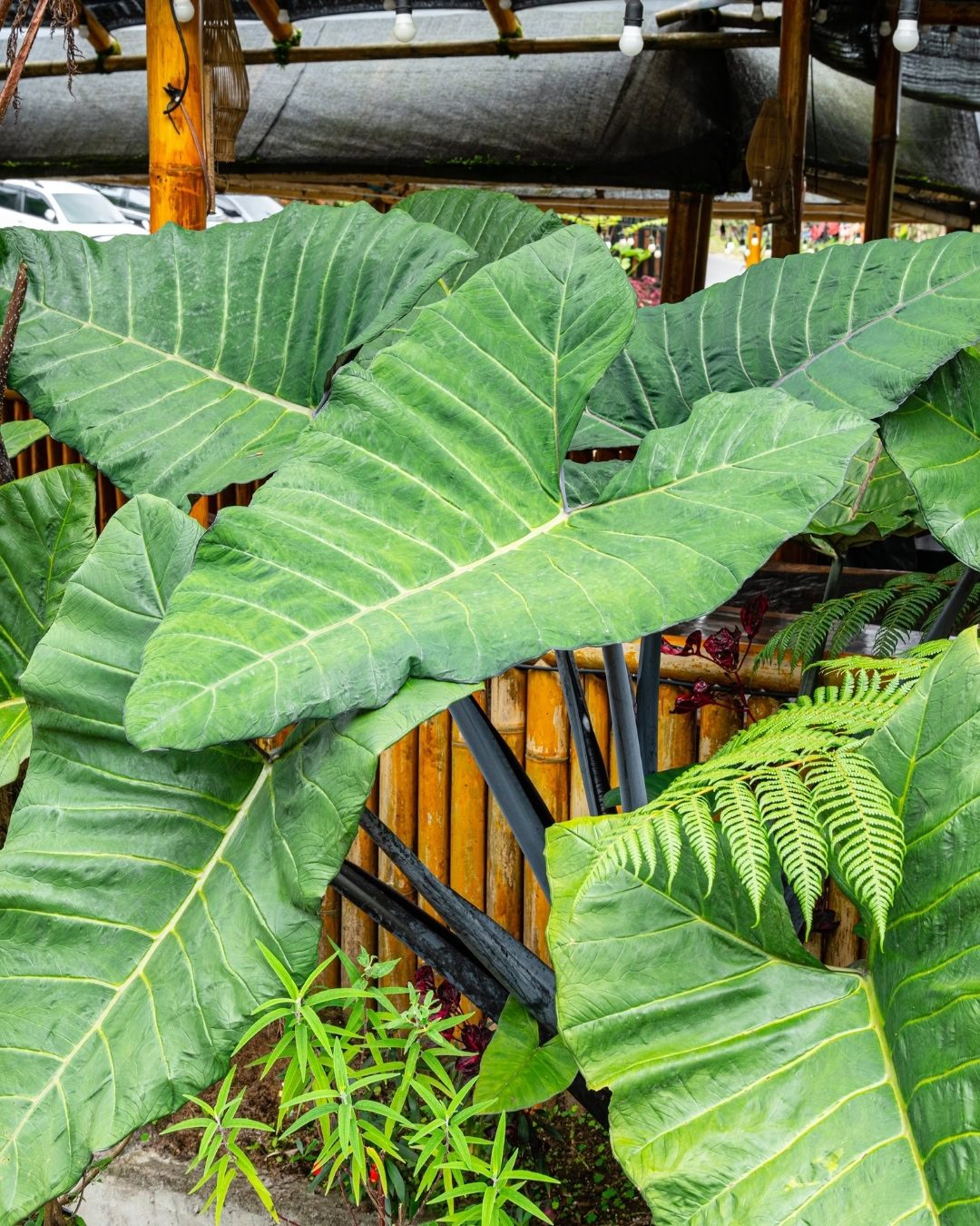 Orelha-de-elefante - Alocasia macrorrhizos 2 Canteiro de Orelha-de-elefante da cultiva "Black"