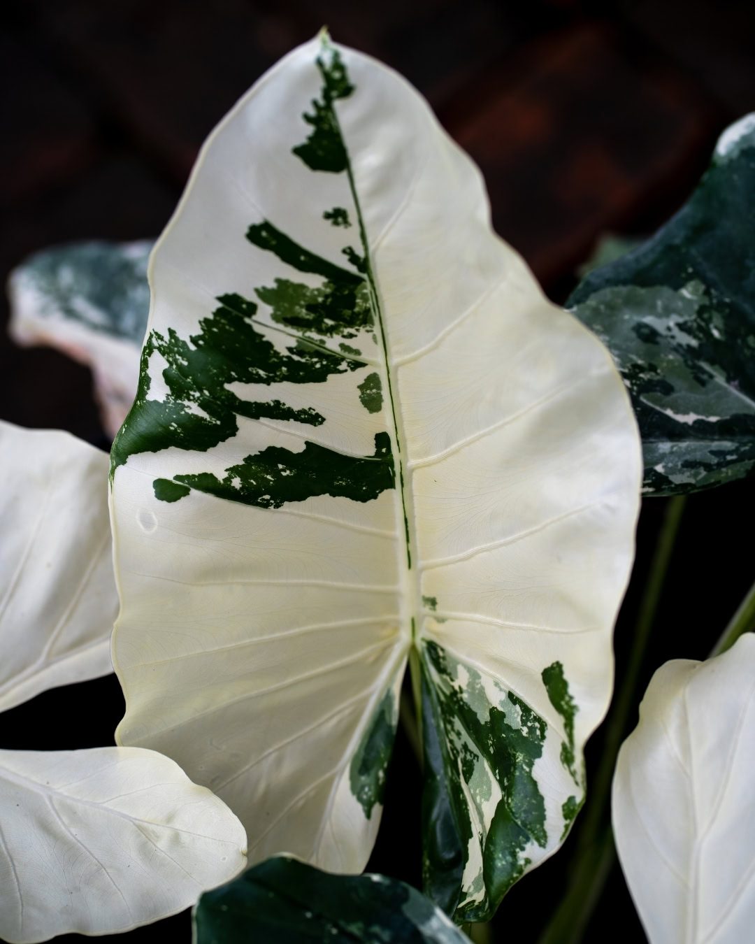 Orelha-de-elefante - Alocasia macrorrhizos 4 Orelha de elefante Variegata
