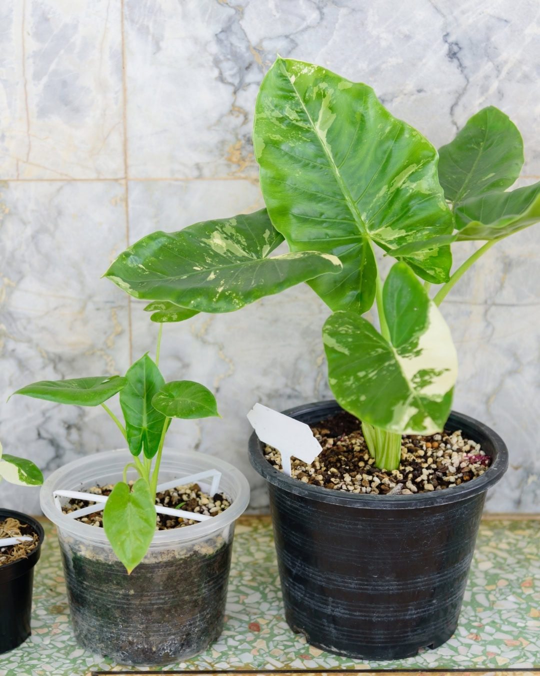 Orelha-de-elefante - Alocasia macrorrhizos 5 Evolução das mudas jovens de Orelha-de-elefante