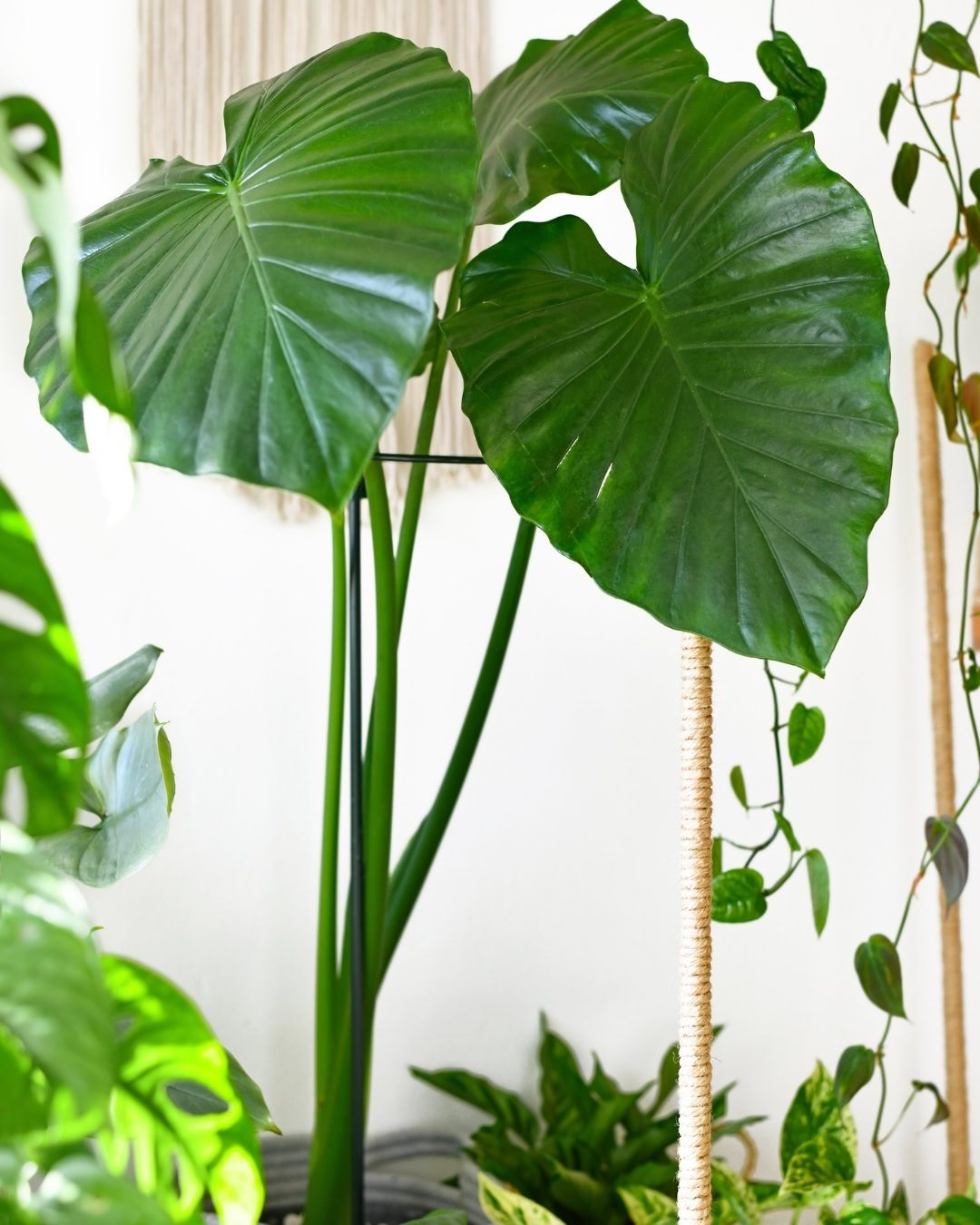Orelha-de-elefante - Alocasia macrorrhizos 1 Orelha-de-elefante em ambiente interno.