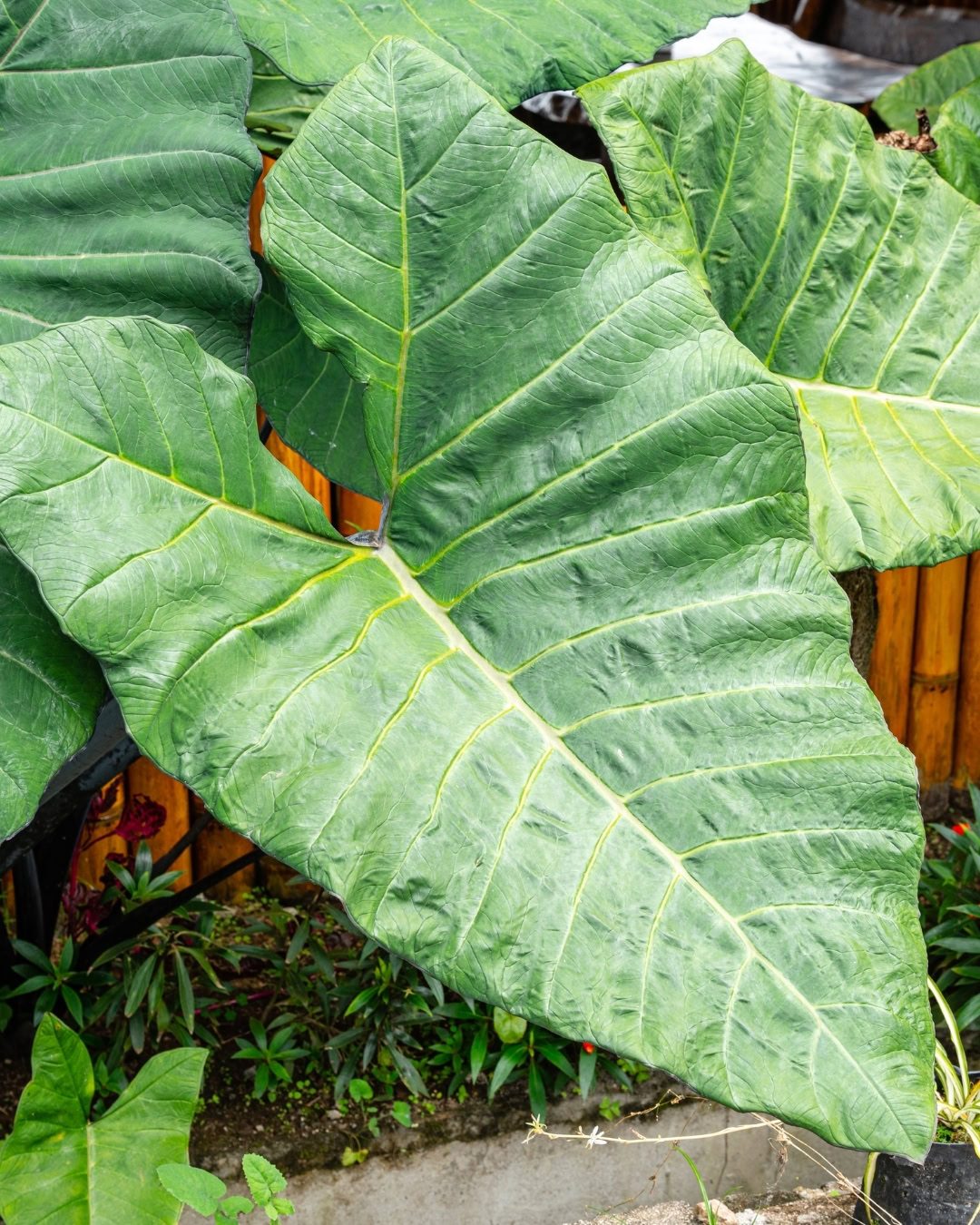 Orelha-de-elefante - Alocasia macrorrhizos 6 Orelha-de-elefante 'Black Steam'