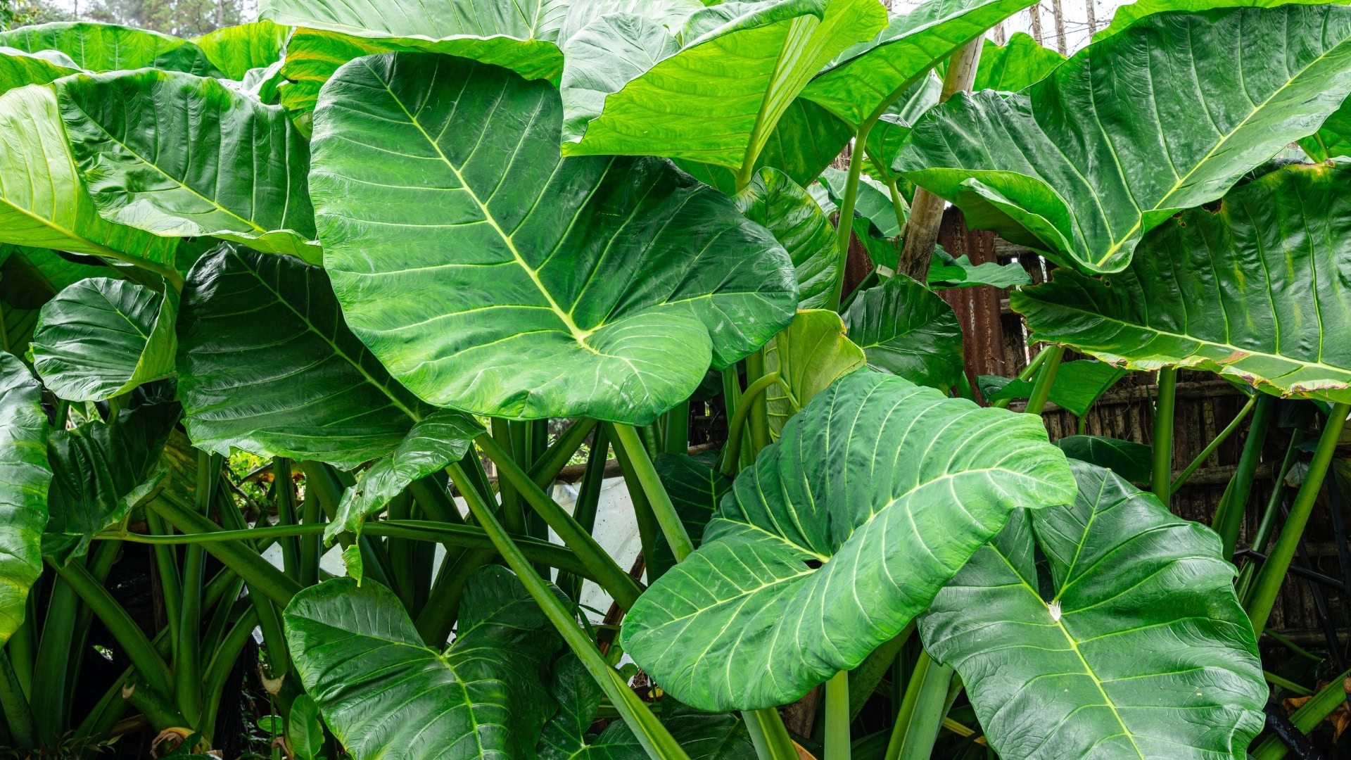 Alocasia macrorrhizos