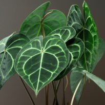 Folhas verdes com veias brancas. Anthurium clarinervium