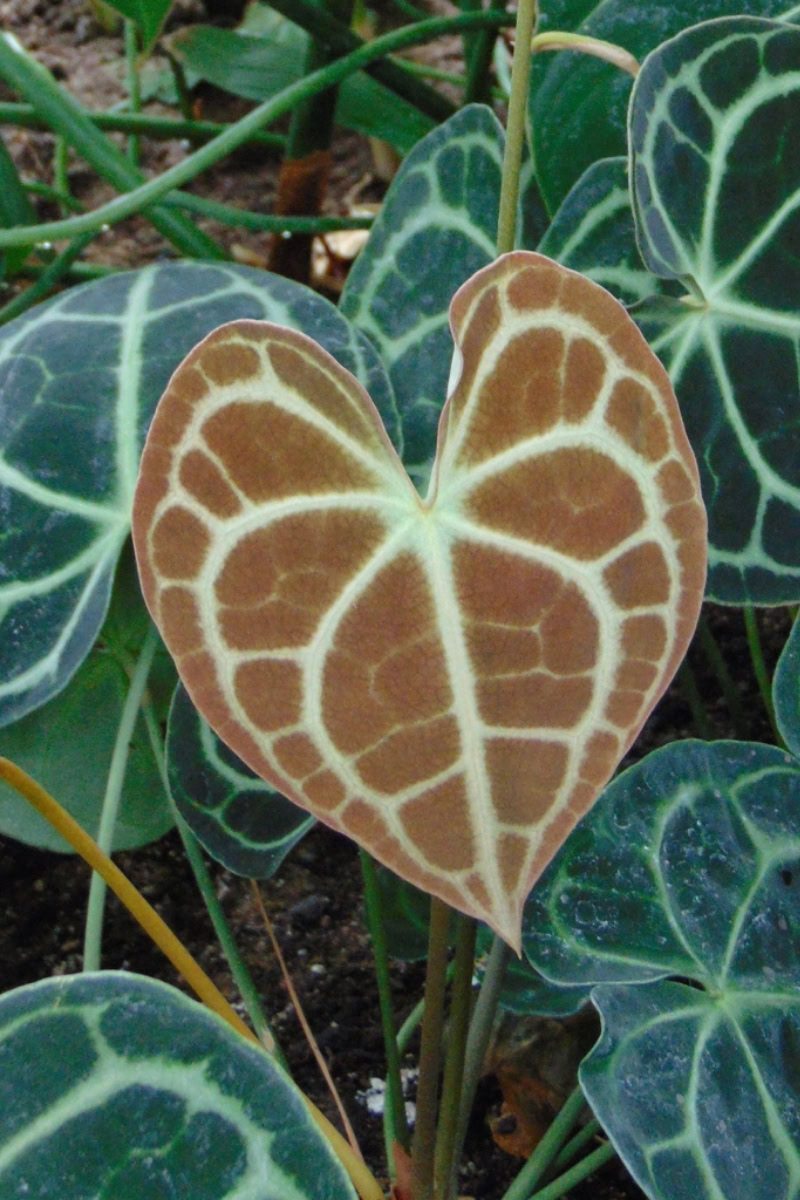 Antúrio-veludo - Anthurium clarinervium 1 Anthurium clarinervium folha nova
