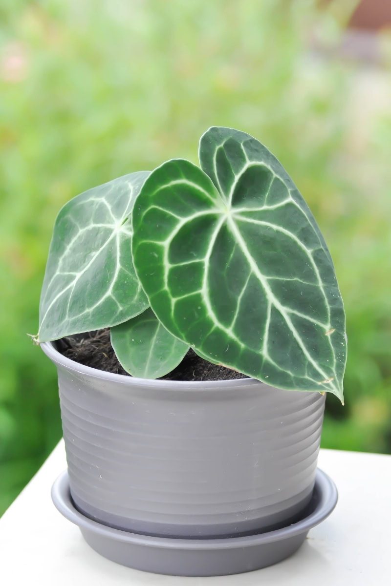 Anthurium_clarinervium (5)_1 Planta jovem em vaso.