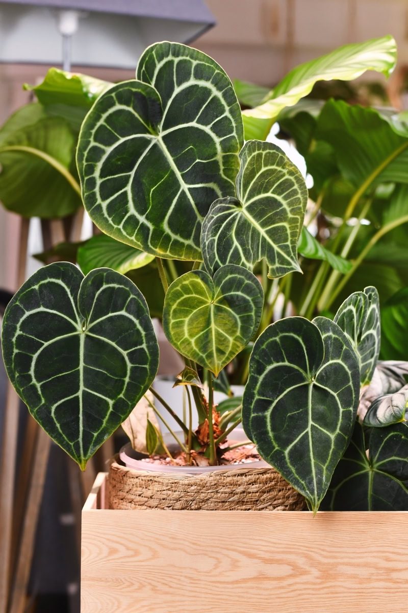 Antúrio-veludo - Anthurium clarinervium 3 Anthurium clarinervium. Uma das estrelas mais brilhantes do Urban Jungle.