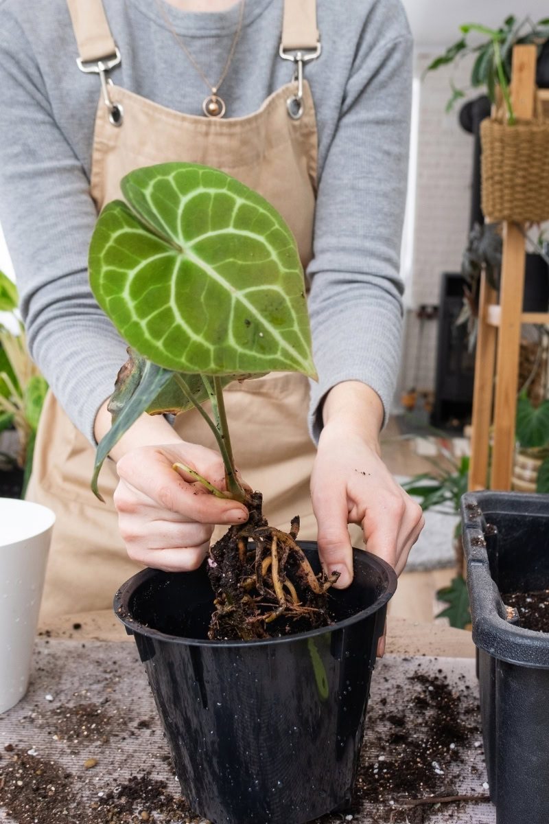 Anthurium_clarinervium (8)_1 O reenvase deve ser a cada 2 ou 3 anos.