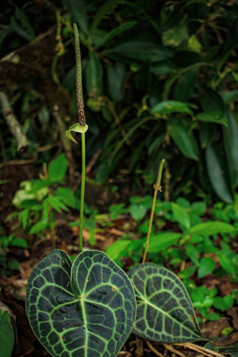 Antúrio-veludo - Anthurium clarinervium 2 Inflorescência do tipo Espata/Espádice